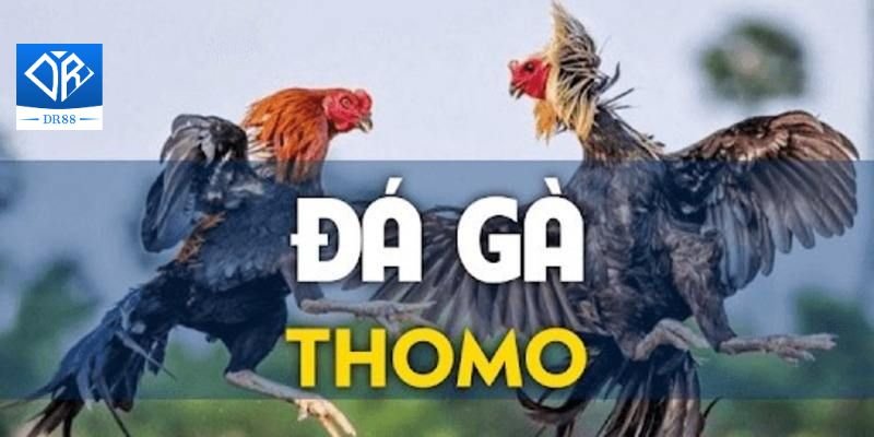 Các loại hình đá gà thomo được quan tâm hiện nay